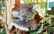 Animals And Family Fun - thumb 0