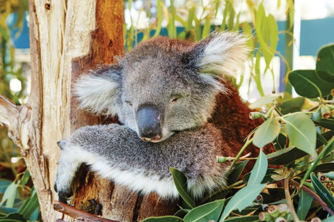 Animals And Family Fun - Australia Accommodation 0