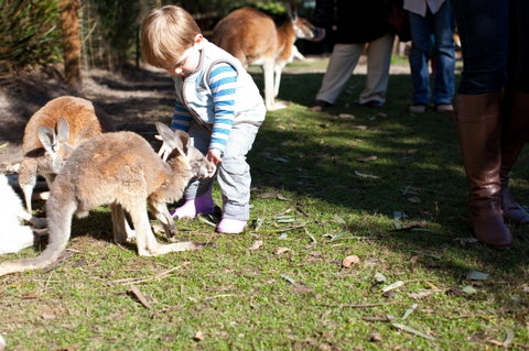 Animals And Family Fun - Australia Accommodation 1