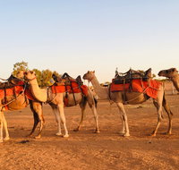Broken Hill Camels - Australia Accommodation