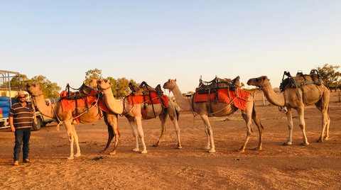 Broken Hill Camels - Australia Accommodation 0