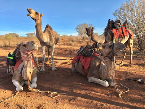 Broken Hill Camels - Australia Accommodation 1