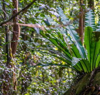 Great North walk - Palm Grove Nature Reserve - Australia Accommodation