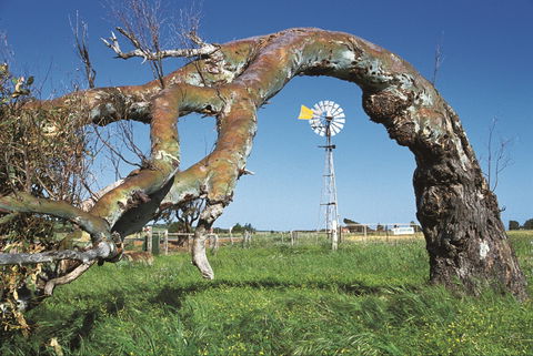 Greenough Leaning Trees - Australia Accommodation 0