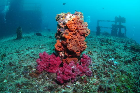 HMAS Brisbane Dive Site - Australia Accommodation 0