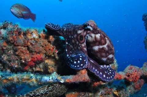 HMAS Brisbane Dive Site - Australia Accommodation 2