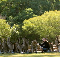 Lone Pine Koala Sanctuary - Australia Accommodation