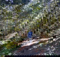 Lyrebird Circuit Walk - Australia Accommodation