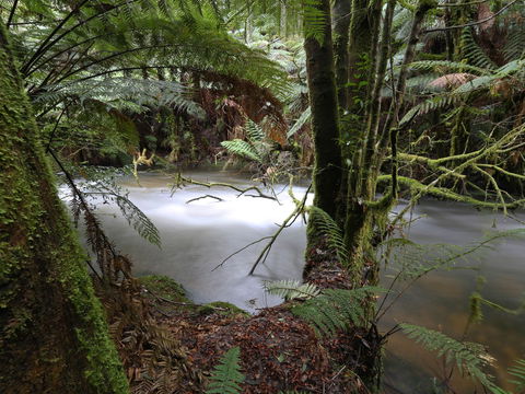 Marriotts Falls And Junee Caves - Australia Accommodation 0