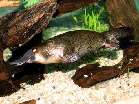 Platypus House - Australia Accommodation 0