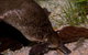 Platypus House - thumb 1
