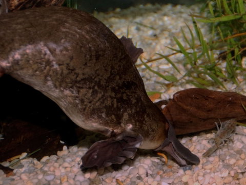 Platypus House - Australia Accommodation 1