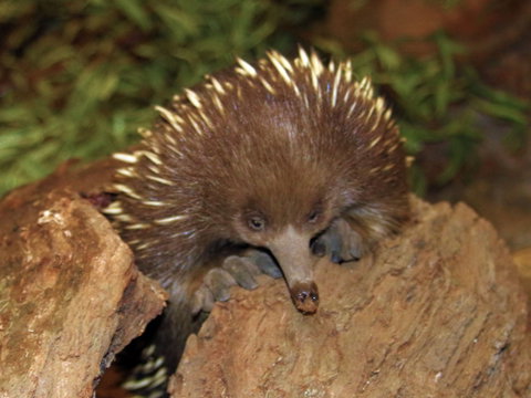 Platypus House - Australia Accommodation 2