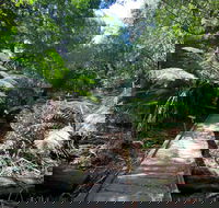 Wirrawilla Rainforest Walk - Australia Accommodation