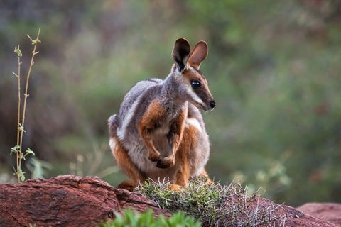 Arkaroola Wilderness Sanctuary - Australia Accommodation 0