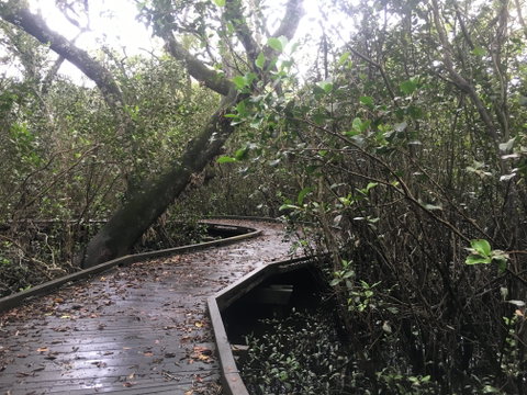 Carole Green Walkway - John Oxley Reserve - Australia Accommodation 0
