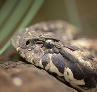 Discover Deadly - Australia Accommodation