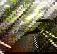 Dorrigo National Park - Australia Accommodation