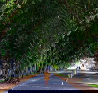 Fig Tree Avenue - Australia Accommodation