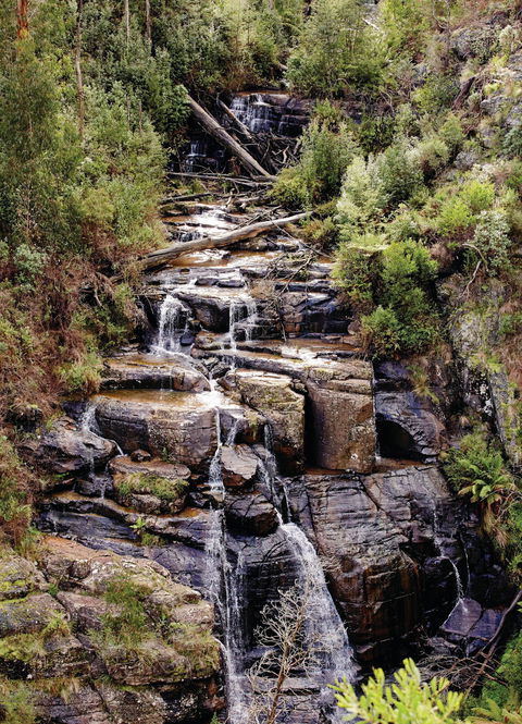 Kinglake National Park - Australia Accommodation 1