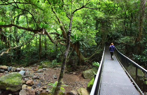 Rainforest Loop Walk, Budderoo National Park - Australia Accommodation 0