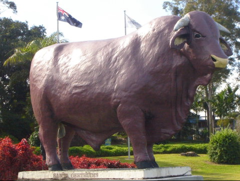 Rockhampton Bull Statues - Australia Accommodation 1