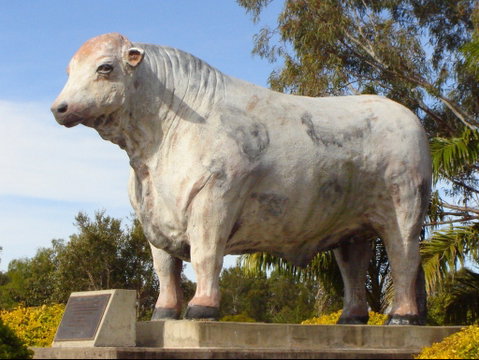 Rockhampton Bull Statues - Australia Accommodation 2
