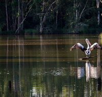 Seaham Swamp Nature Reserve - Australia Accommodation