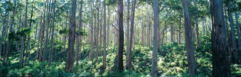 Southern Forests - Australia Accommodation 0