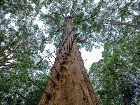 Southern Forests - Australia Accommodation 2