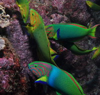 Sunshine Reef - Australia Accommodation