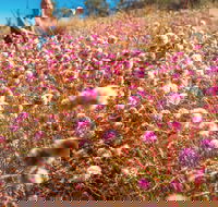 Wineries and Wildflowers - Australia Accommodation