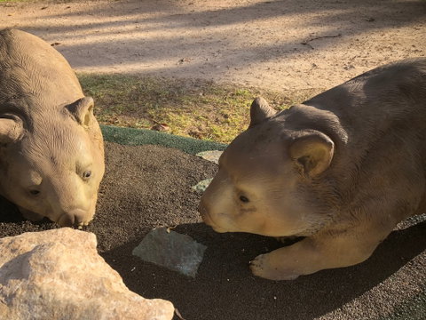 Wombat Statues, Moonta - Australia Accommodation 1