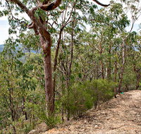Yango Walking Track - Australia Accommodation