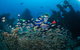 Aarhus Dive Site - thumb 0