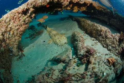 Aarhus Dive Site - Australia Accommodation 2