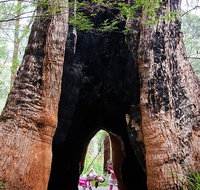 Ancient Empire Walk Valley of the Giants - Australia Accommodation