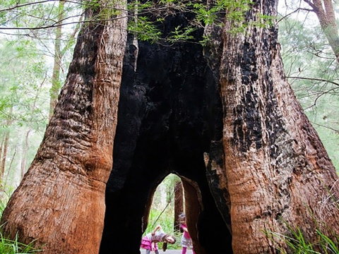 Ancient Empire Walk, Valley Of The Giants - Australia Accommodation 0