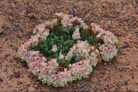 Coorow Wreath Flowers - Australia Accommodation 0