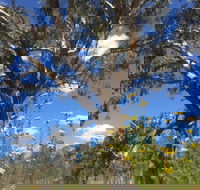 Euroa Arboretum - Australia Accommodation
