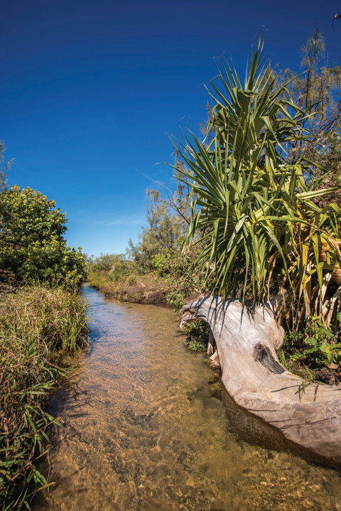 Freshwater Creek Track, Byfield National Park - Australia Accommodation 2