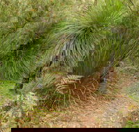 Grass Tree Circuit - Australia Accommodation