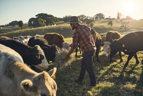 Hinterland Full Day Self Drive Tour - Australia Accommodation 0
