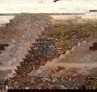 May Gibbs Tree - Australia Accommodation