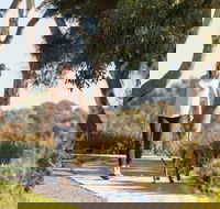 Meningie Walking and Cycling Trails - Australia Accommodation