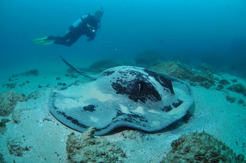 Nine Mile Reef Dive Site - Australia Accommodation 1