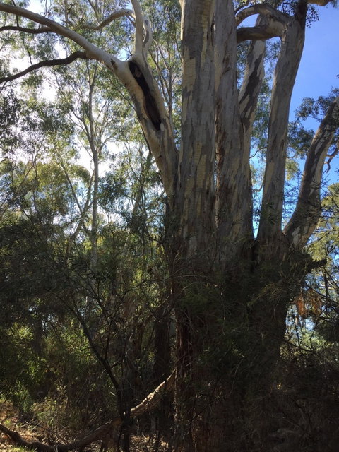 Northern Beaches - Australia Accommodation 0