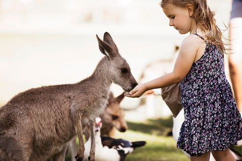 Oakvale Wildlife Park - Australia Accommodation 1