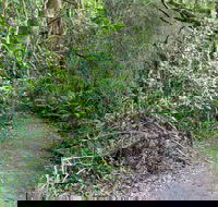 Rainforest Walking Track Roberston Nature Reserve - Australia Accommodation
