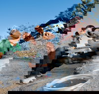 Sapphire - Australia Accommodation